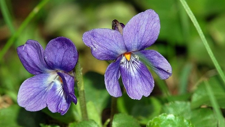 Cây Hoa tím. Viola odorata L. - Cây Thuốc Nam Quanh Ta